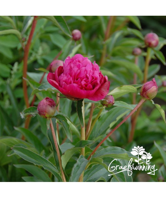 Peony Inspecteur Lavergne