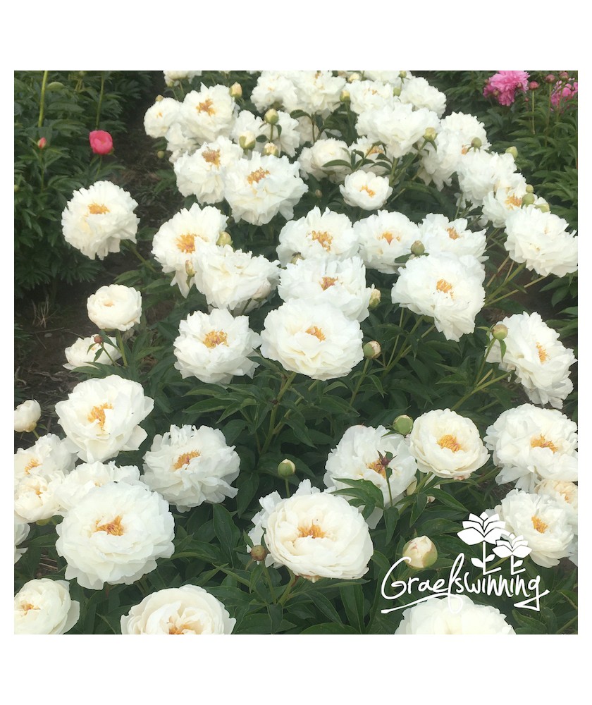 Peony Petite Porcelain