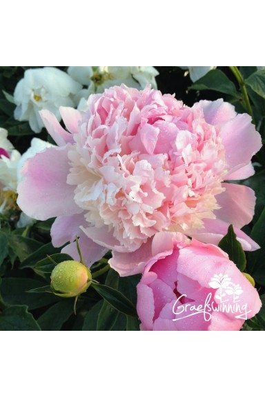 Pivoine Whopper