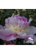 Pivoine Whopper