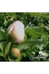 Peony Tranquil Dove