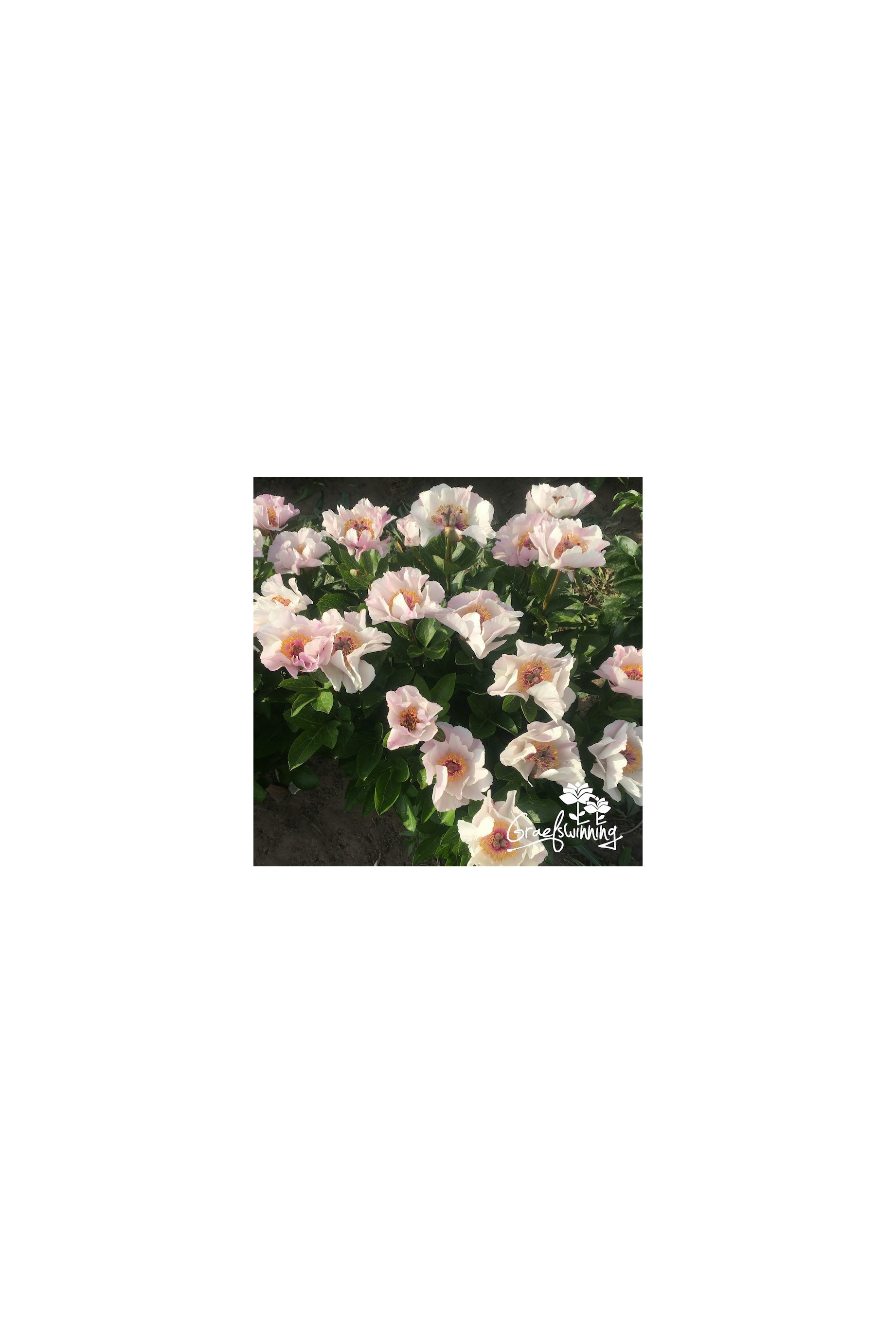 Pivoine Tranquil Dove