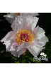 Pivoine Tranquil Dove