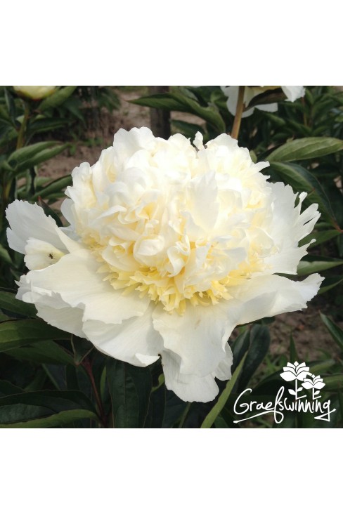 Peony Charlie's White