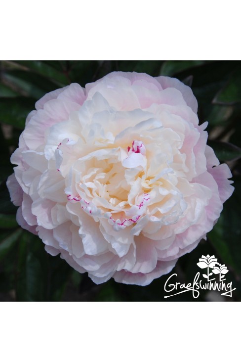 Pfingstrose Norma Volz