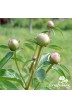 Peony Festiva Maxima
