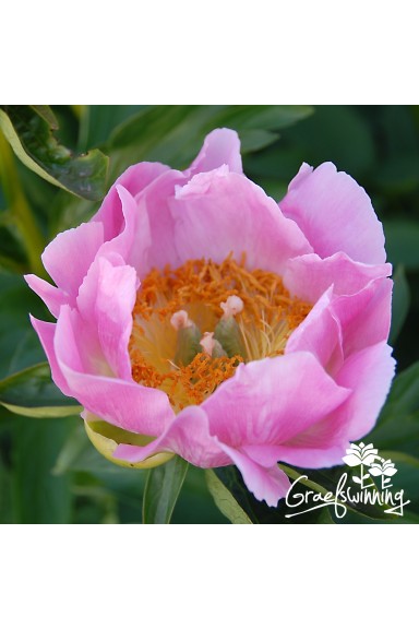 Peony May Apple