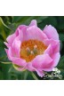 Peony May Apple
