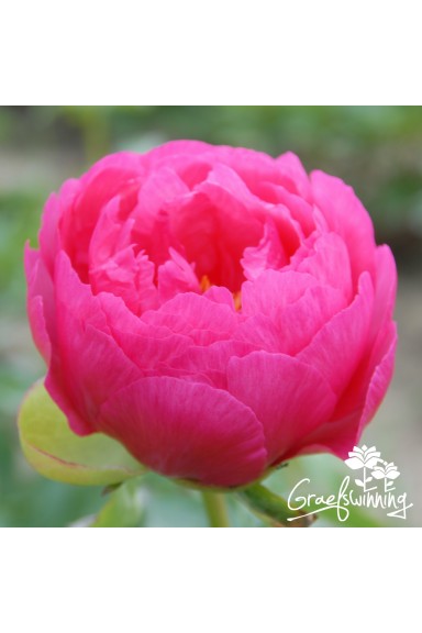 Peony Cytherea