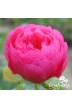 Peony Cytherea