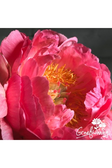Peony cut flowers 'Coral...