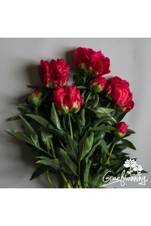 Pioen snijbloemen 'Ellen Cowley'