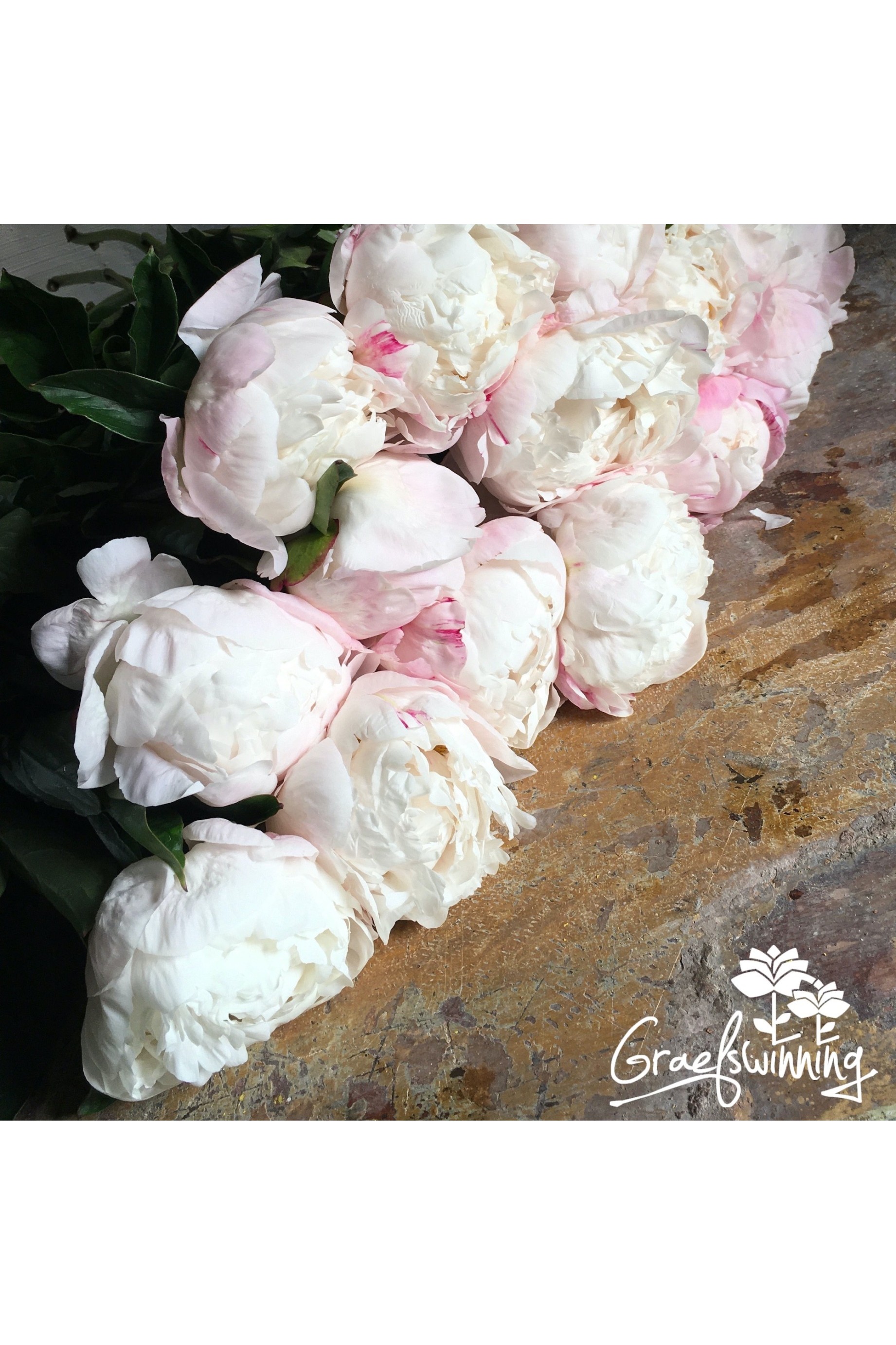 Peony cut flowers Gardenia