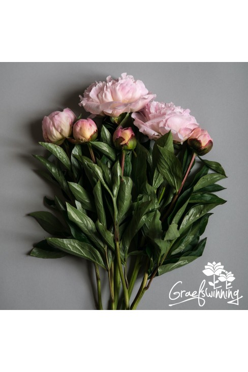 Pivoine fleurs coupées de 'Gardenia'