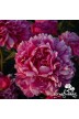 Pioen Snijbloemen 'Prairie Princess'