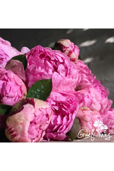 Peony cut flowers 'The Fawn'