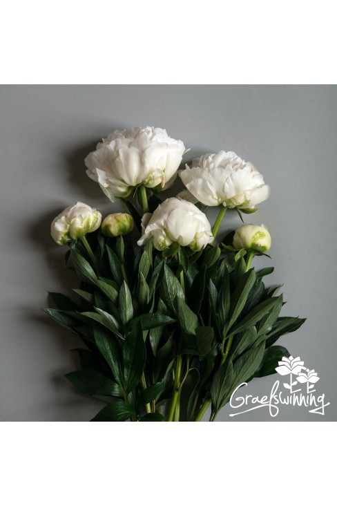 Pfingstrosen Schnittblumen 'White Ivory'