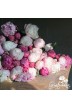 Peony cut flowers 'Farmers Choice'