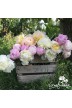 Peony cut flowers 'Farmers Choice'