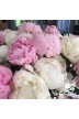 Peony cut flowers  'The Flower Duet'
