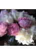 Pfingstrosen Schnittblumen 'Das Blumenduett'