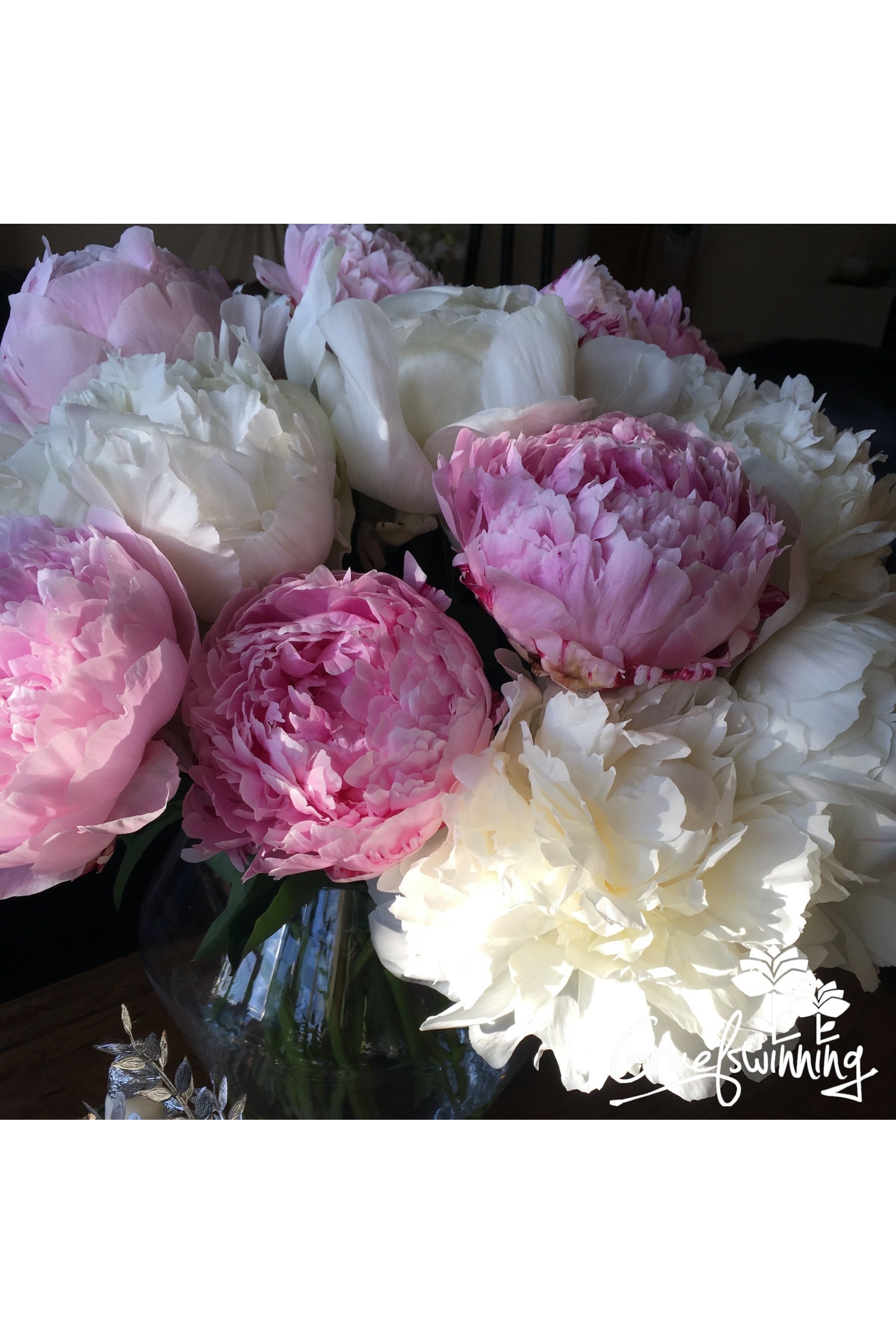 Peony cut flowers  'The Flower Duet'