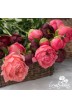 Peony cut flowers 'Farmers Choice'
