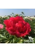 Peony Ellen Cowley
