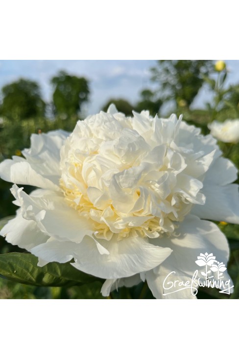 Pivoine Charlie's White