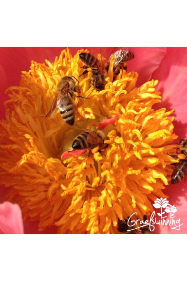 . 🐝 Peony trio for your bees