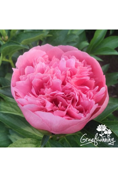 Peony 'Etched Salmon'