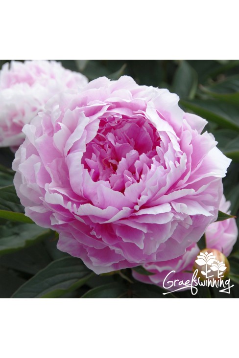 Pivoine Myra MacRae