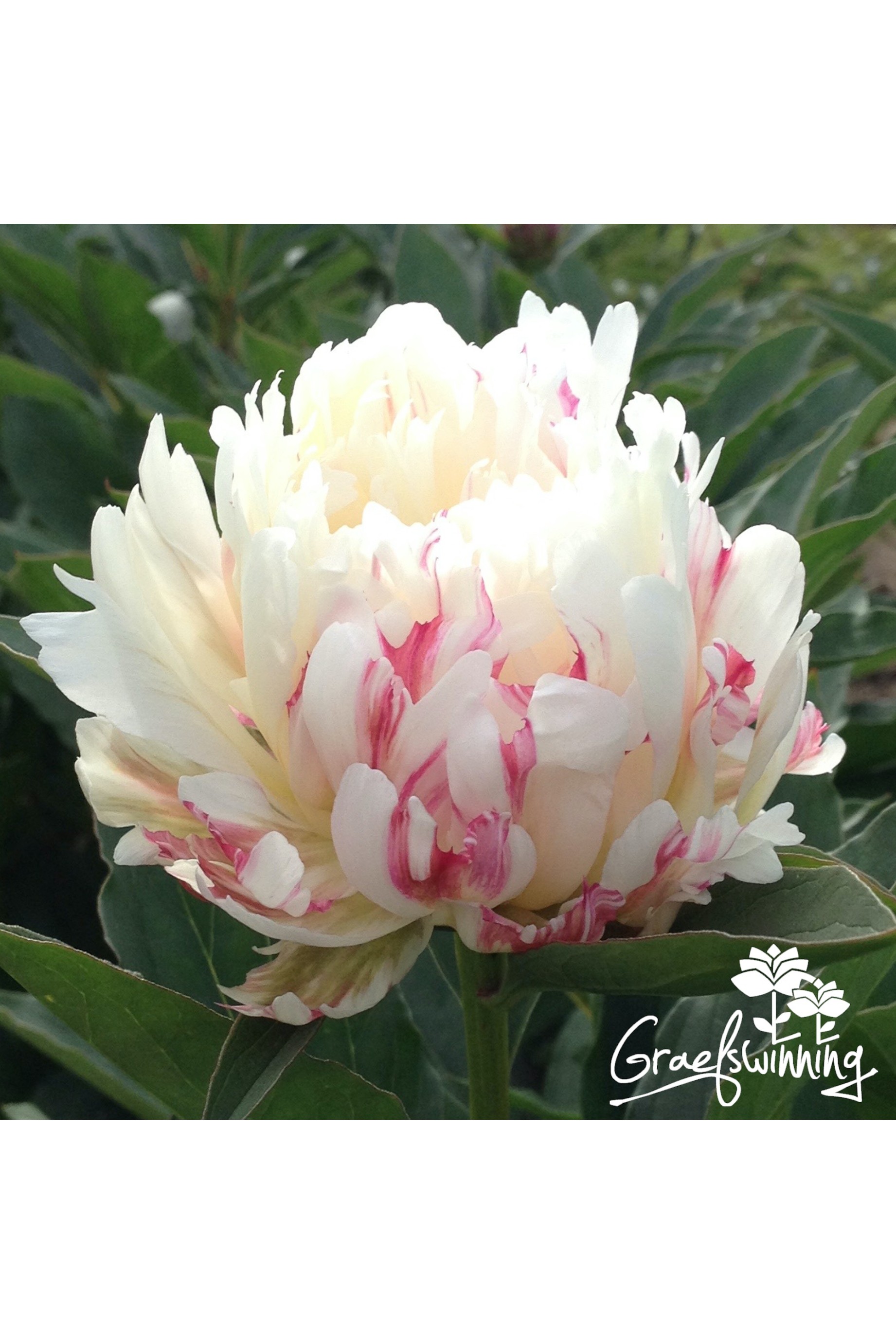 Peony Rooster Reveille