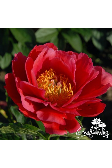 Peony Coral Magic