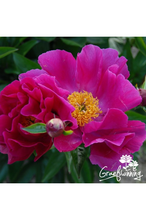 Pivoine Fairfield