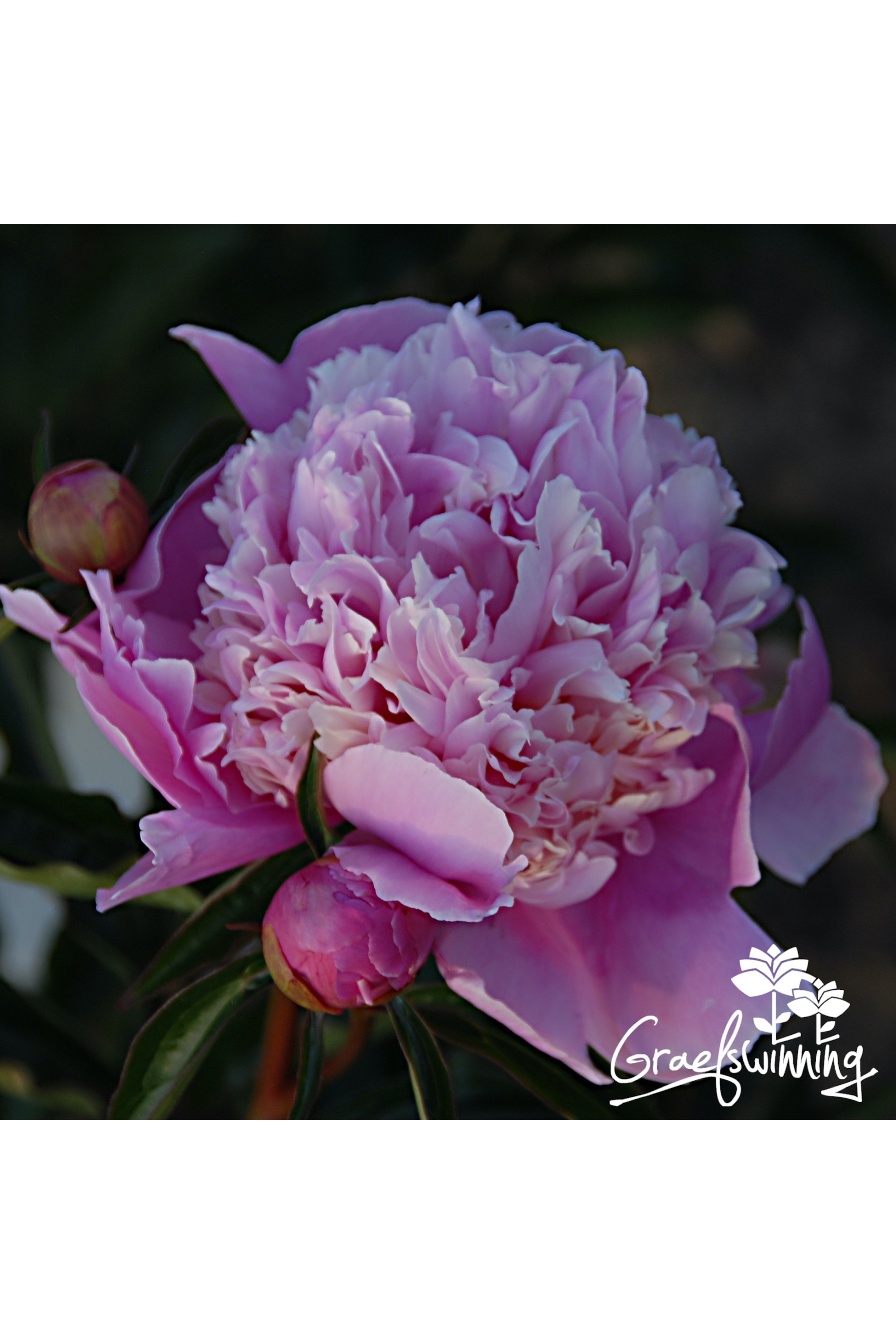 Pivoine Gloire de Charles Gombault