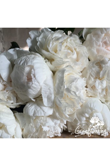 Pioen snijbloemen 'Pas-de-deux'