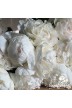 Peony cut flowers 'Pas-de-deux'