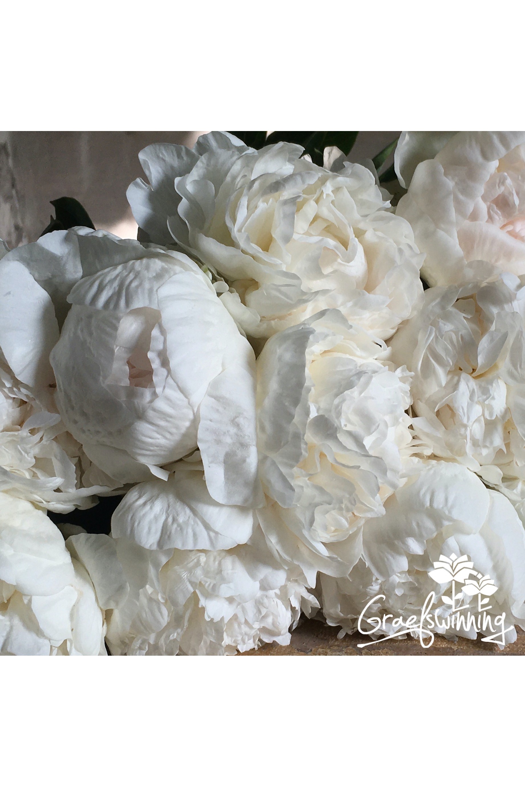 Peony cut flowers 'Pas-de-deux'