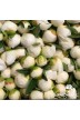 Pfingstrosen Schnittblumen 'Pas-de-deux'