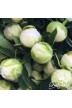 Pfingstrosen Schnittblumen 'Pas-de-deux'