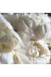 Pfingstrosen Schnittblumen 'Pas-de-deux'