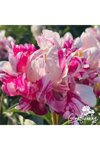 Pivoine Pink Spinners