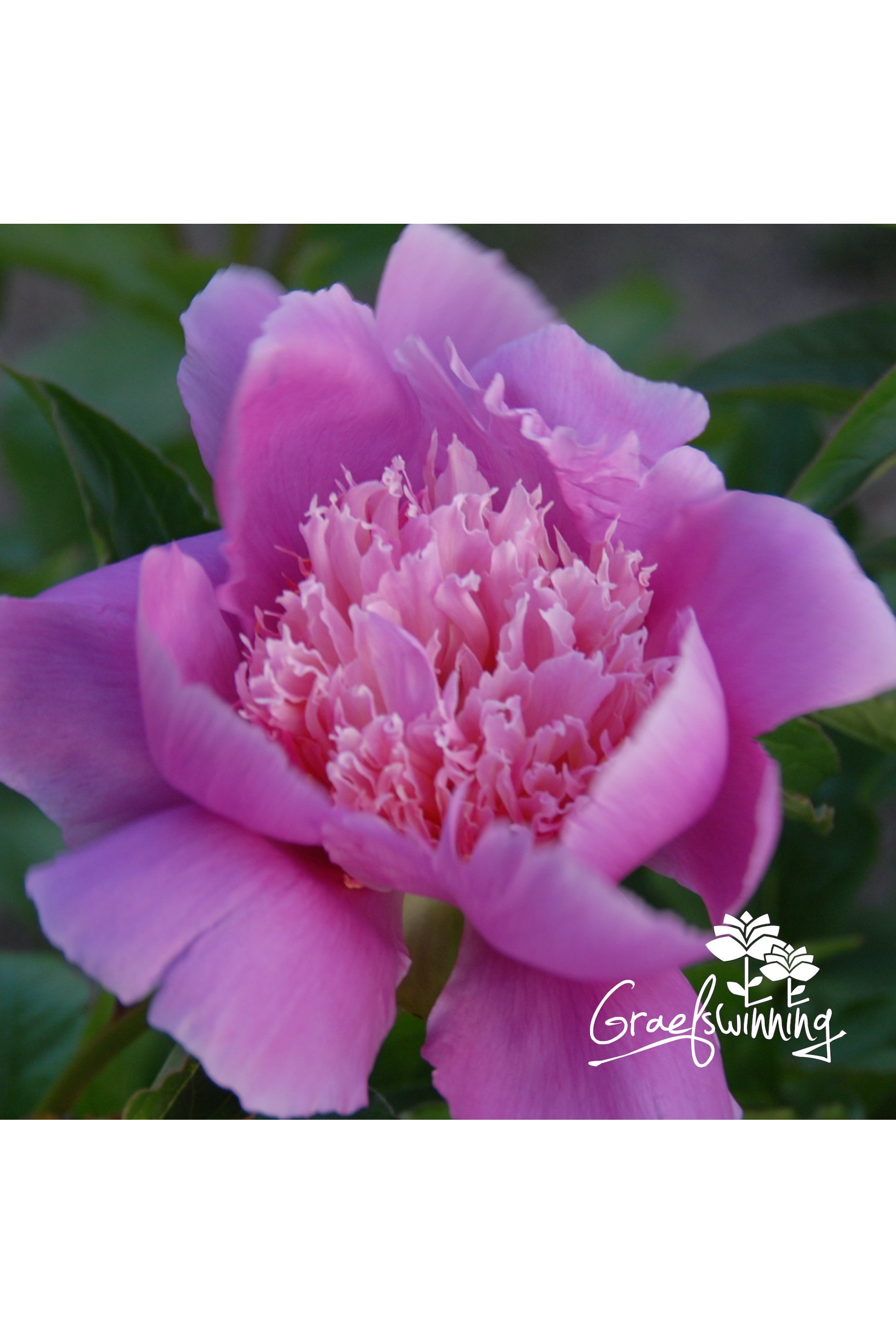 Herbaceous peony