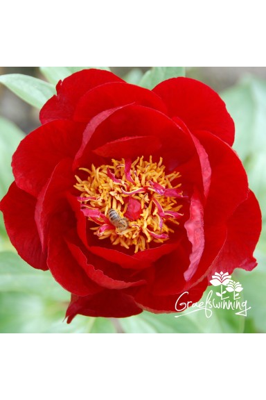 Pivoine 'Red Red Rose'