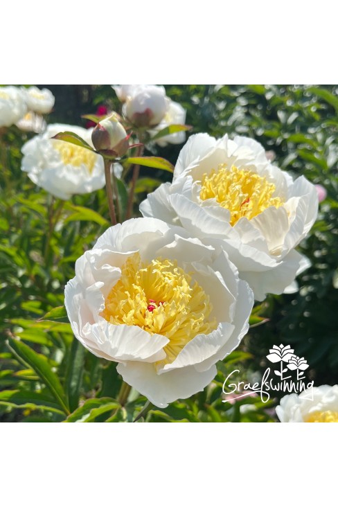 Peony Gertrude Allen