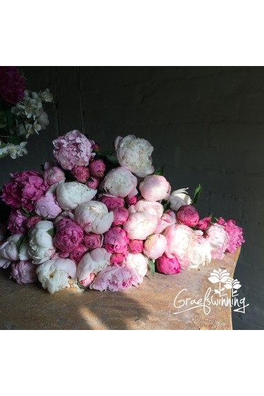 Pfingstrosen Schnittblumen 'Nostalgie'