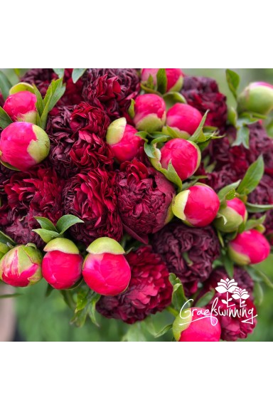 Peony bouquet 'La Bohème'