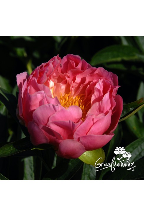 Peony 'Pink Hawaiian Coral'