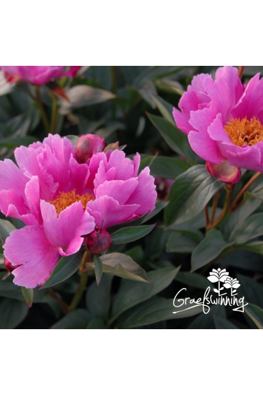Pfingstrose Lavender Lotus